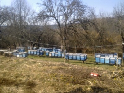 uređivala se i čistila okolina pčelinjaka