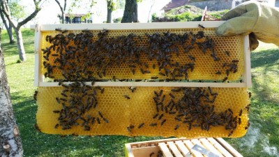 Ram od polunastavka,stavljen prije 8 dana.Donji dio cu odrezati kad bude zatvoreno trutovsko leglo.