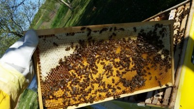 Ram sa satnom osnovom stavljen prije 15 dana.Matica zalegla u ono mjesta sto je ostalo pored nektara i meda
