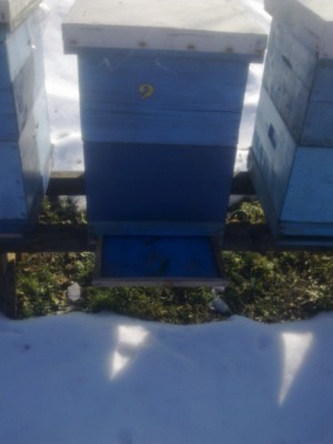 pč.zajednice zimuju na mreži,a uložak se postavlja u februaru i ostaje do odlaska na bagrem