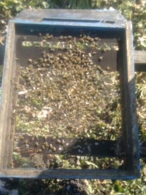 u prosjeku šaka dvije uginulih pčela